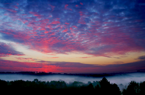 Morning Sun - Ashdown Forest