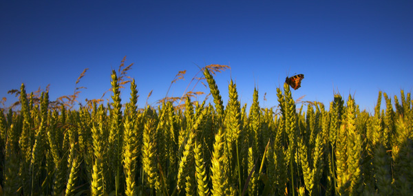 Field of Dreams - The South Coast of England