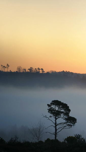 All Alone - Ashdown Forest