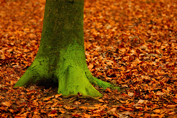 Fallen For Autumn - Expressive