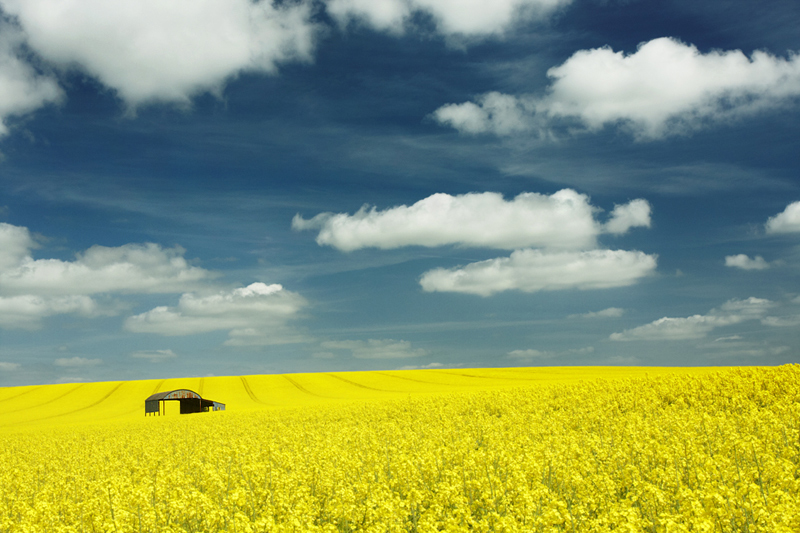 Rapeseed Barn - Hampshire, Dorset and Devon