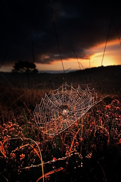 Morning Sun - Ashdown Forest