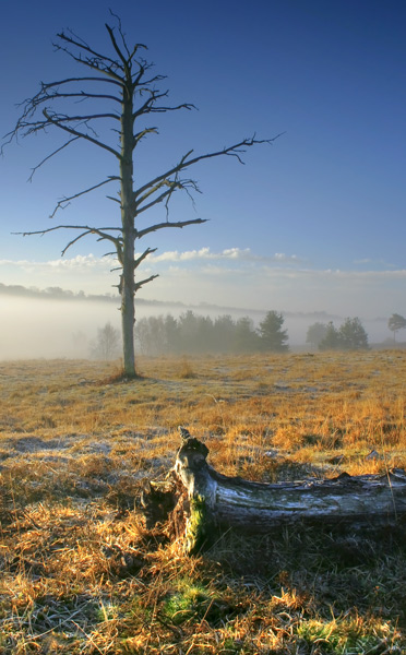 I'm Still Standing - Ashdown Forest