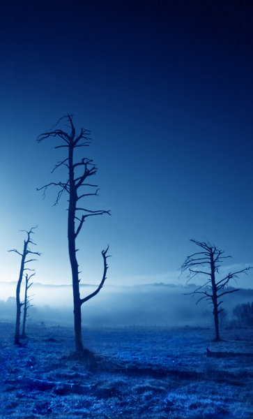 Lifeless - Ashdown Forest