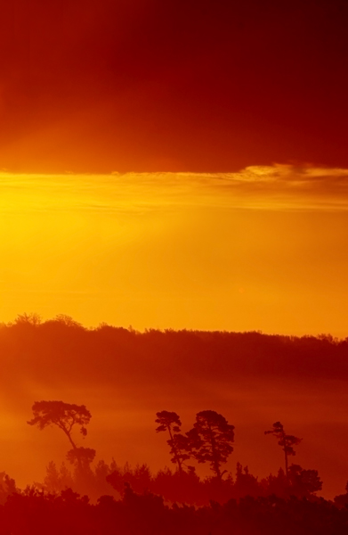 Morning Mist - Ashdown Forest
