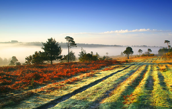 Forest Fog - Ashdown Forest