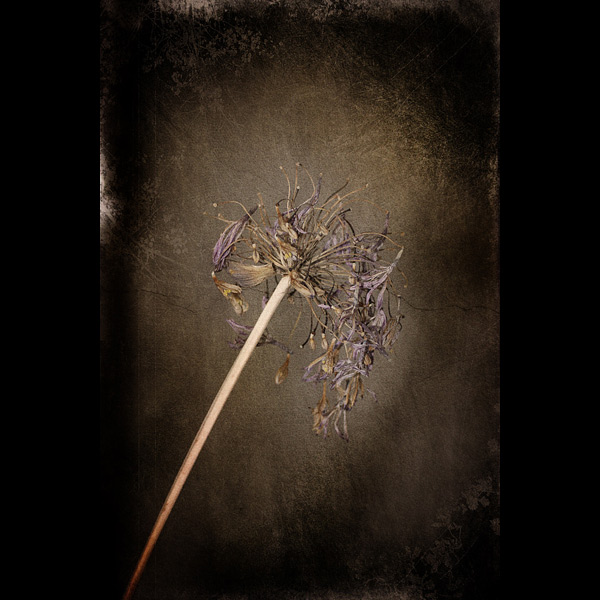  - Funky Flowers ...