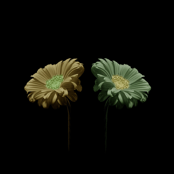  - Funky Flowers ...