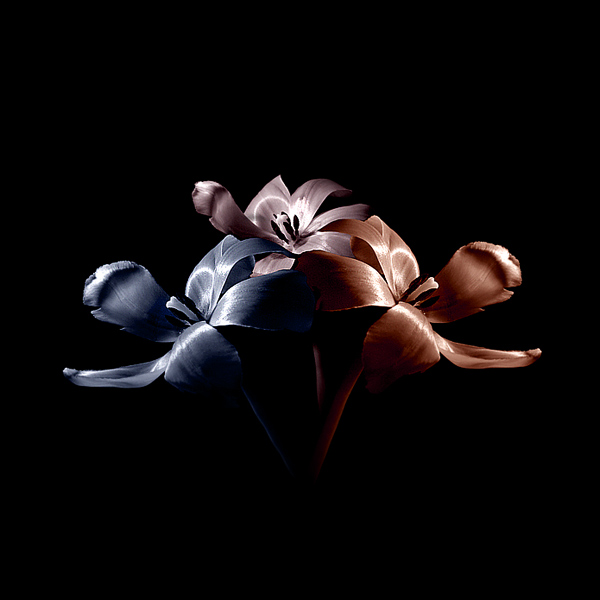  - Funky Flowers ...