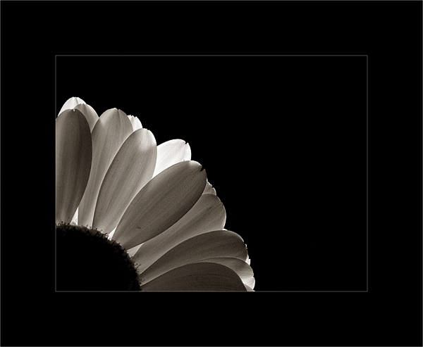  - Funky Flowers ...