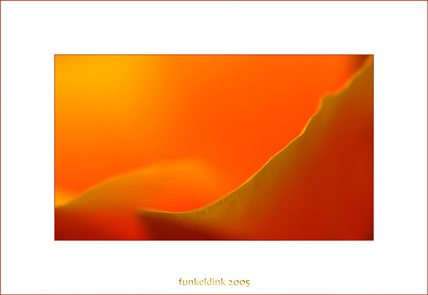  - Funky Flowers ...