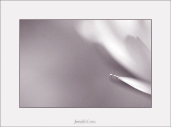  - Funky Flowers ...