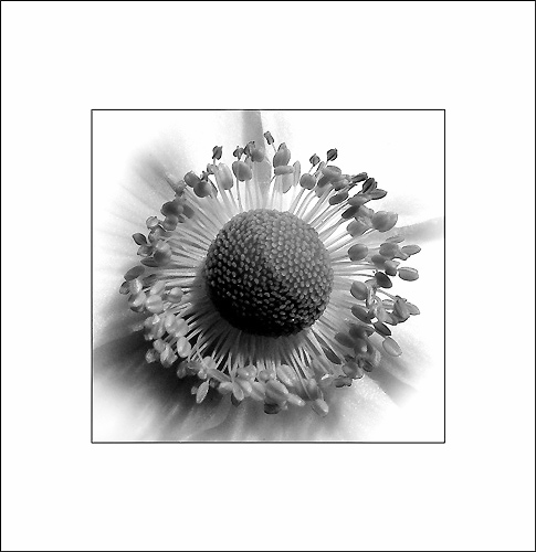  - Funky Flowers ...