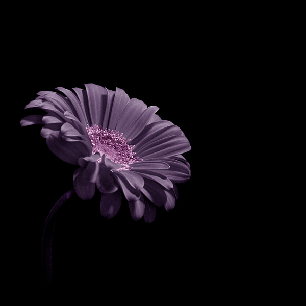  - Funky Flowers ...