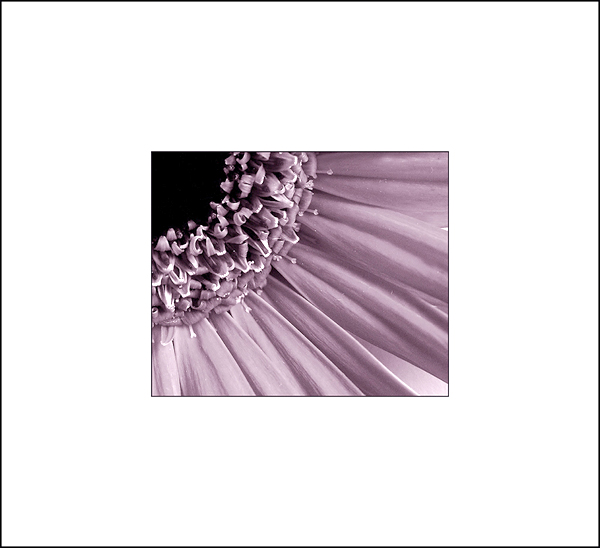  - Funky Flowers ...