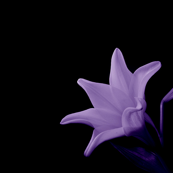  - Funky Flowers ...