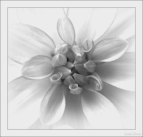  - Funky Flowers ...