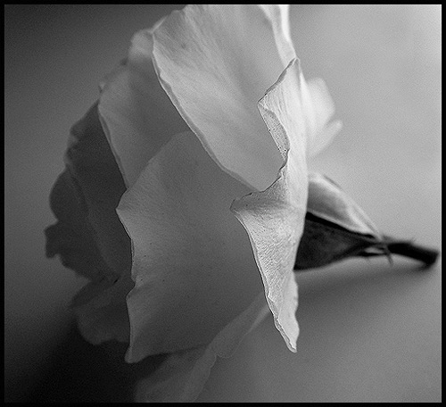  - Funky Flowers ...