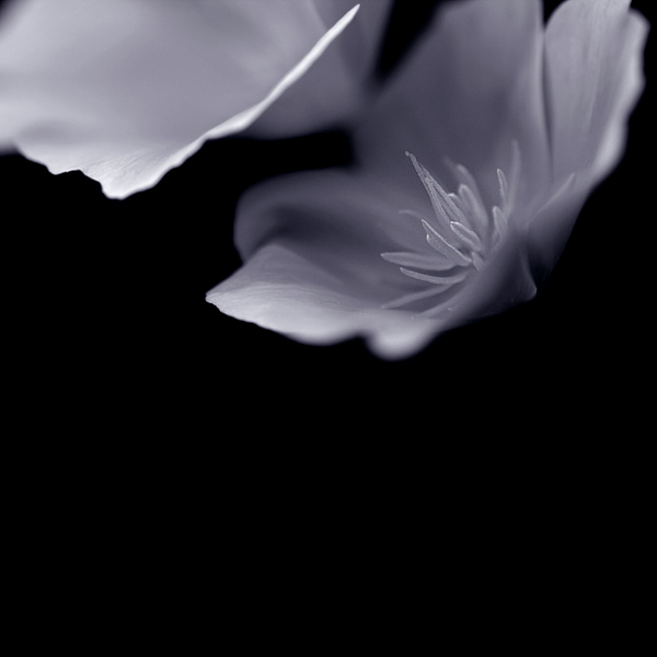  - Funky Flowers ...