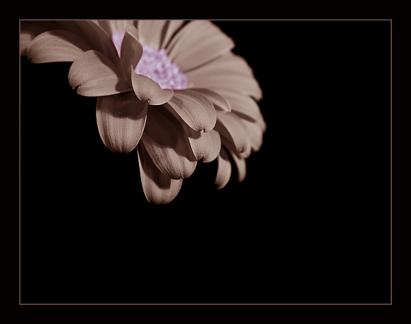  - Funky Flowers ...