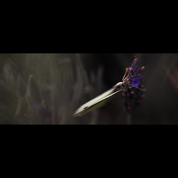  - Funky Flowers ...