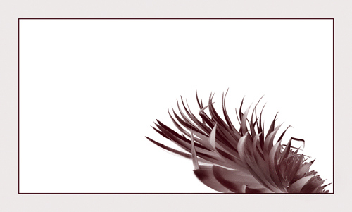  - Funky Flowers ...
