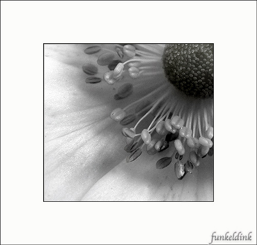  - Funky Flowers ...