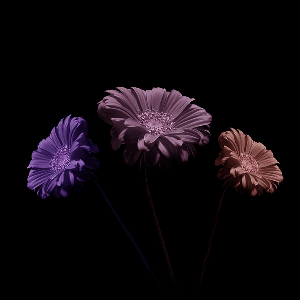  - Funky Flowers ...
