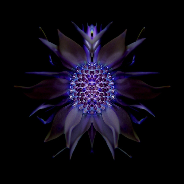  - Funky Flowers ...