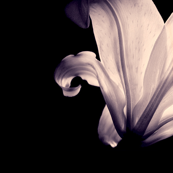  - Funky Flowers ...