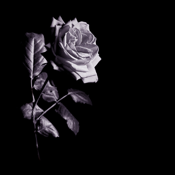  - Funky Flowers ...