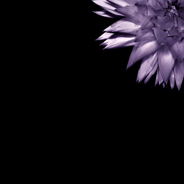  - Funky Flowers ...