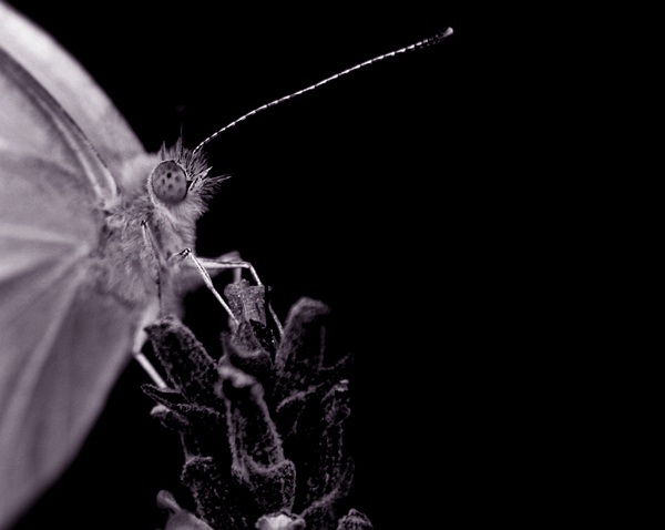  - Funky Mono...