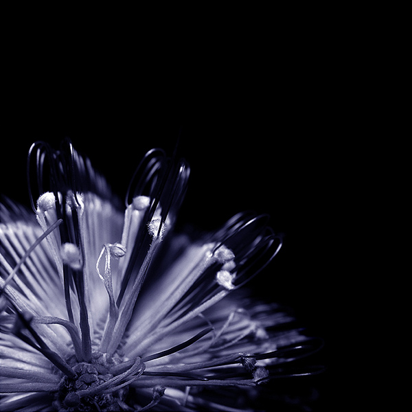  - Funky Flowers ...