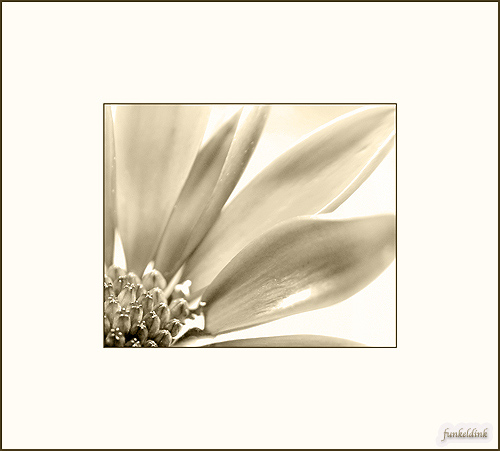  - Funky Flowers ...
