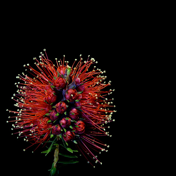  - Funky Flowers ...