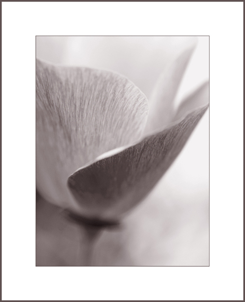  - Funky Flowers ...