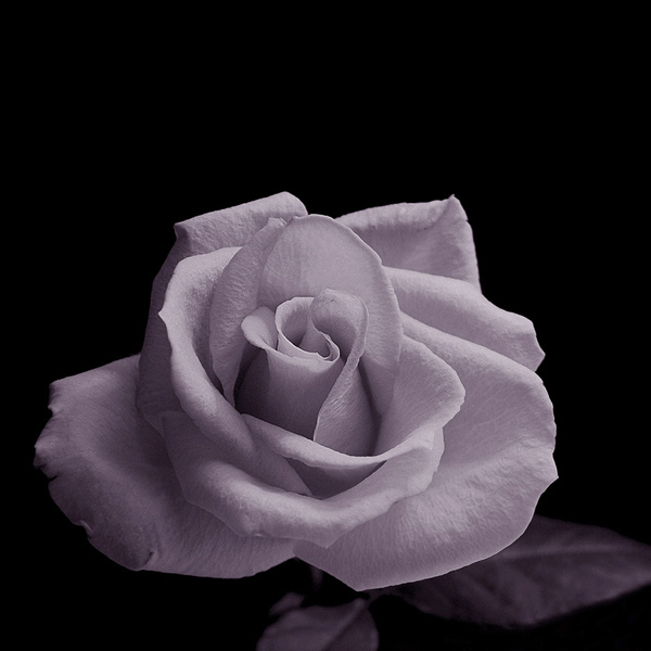  - Funky Flowers ...