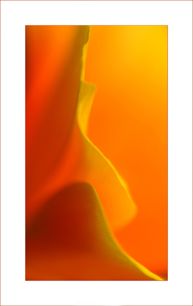  - Funky Flowers ...
