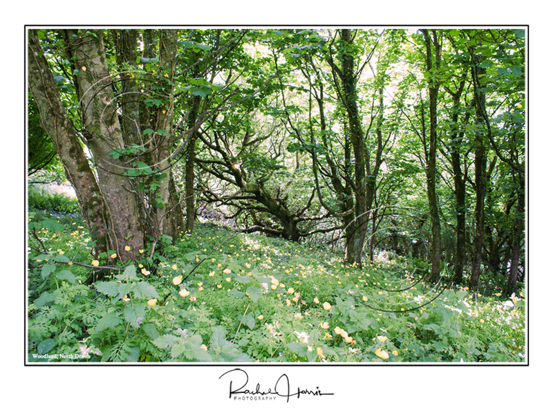 Woodland, Devon - Images (Landscape format)