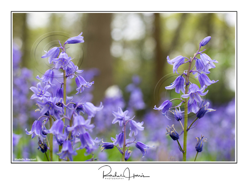Bluebells - Images (Landscape format)
