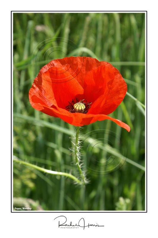 Poppy - Images (Portrait format)