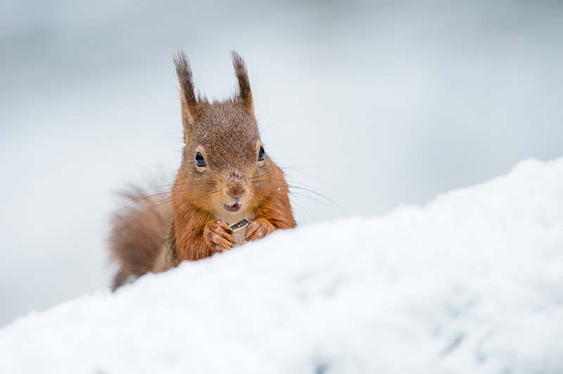 Red Squirrel in Snow