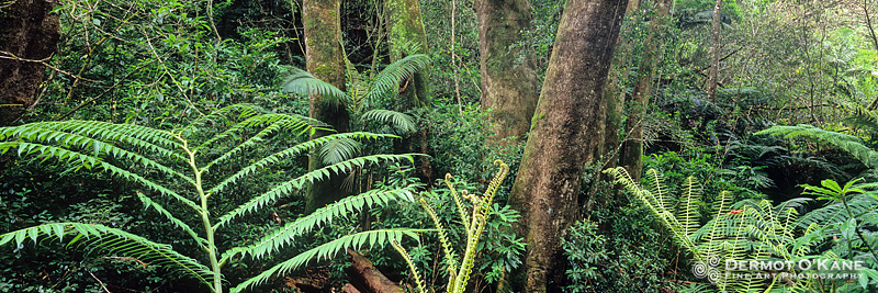 Giant Ferns - Panoramic Horizontal Images