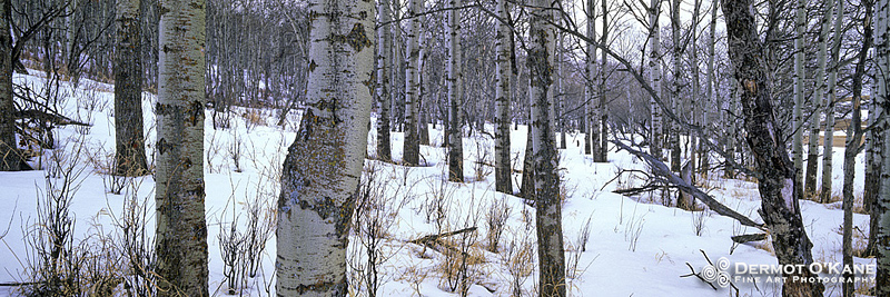 Aspens In Snow - Panoramic Horizontal Images