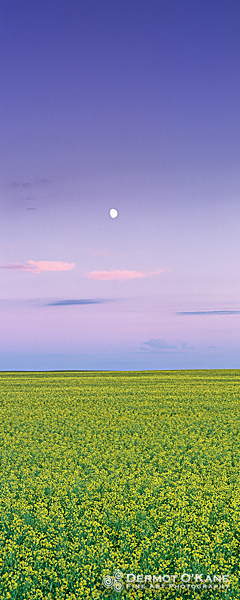 Canola Moonrise - Panoramic Vertical Images