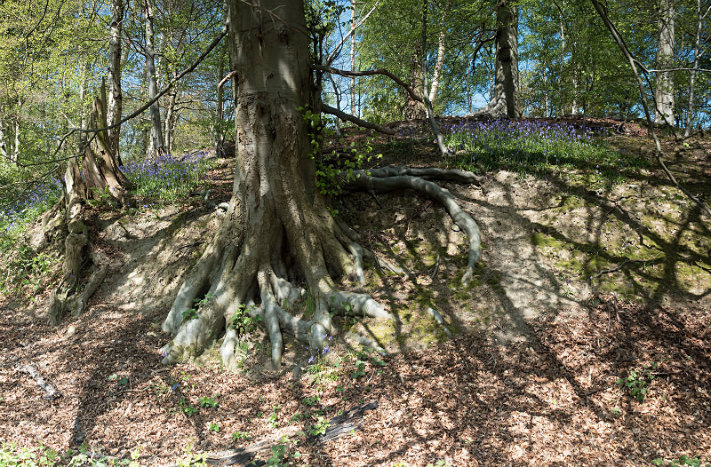  - New Photographic Walks 2017