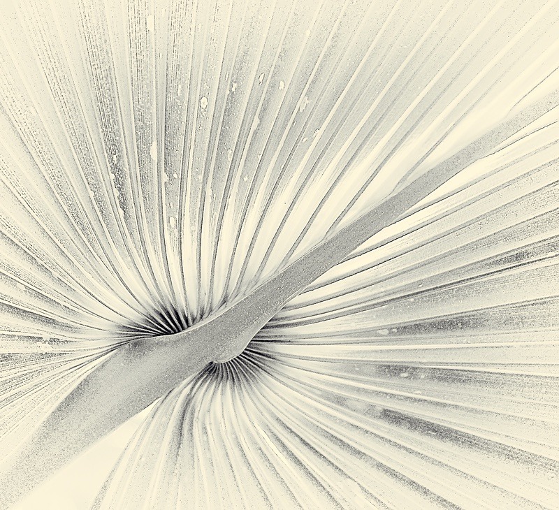  - Plant Line and Form