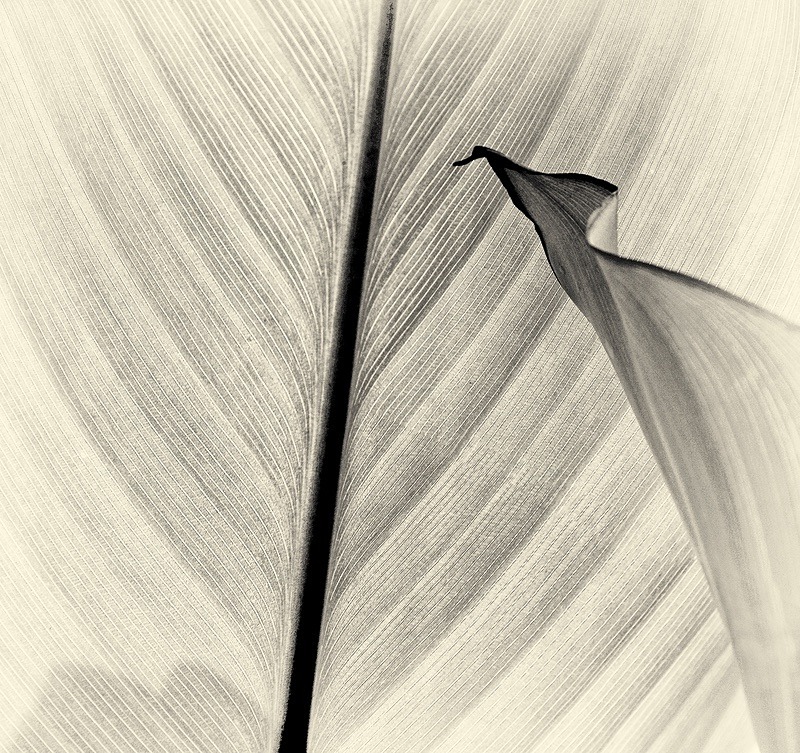  - Plant Line and Form
