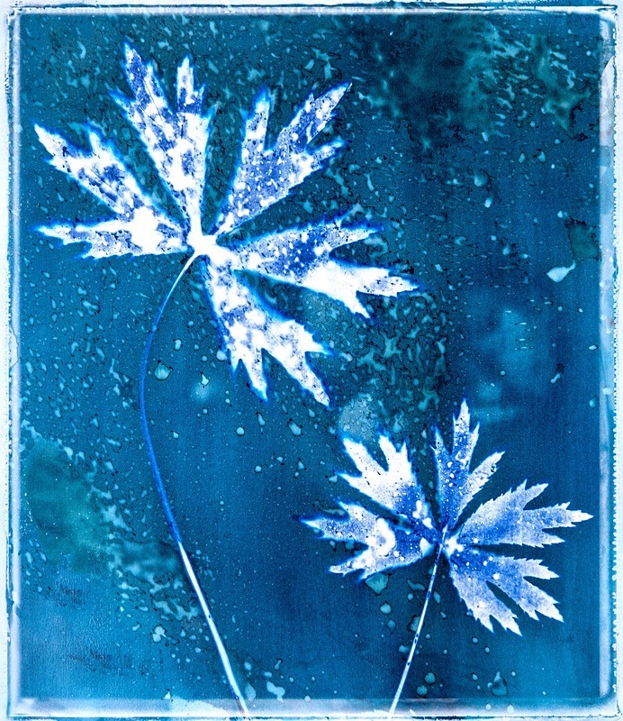  - Last Chance to See - Lumen; the Fragility of Nature